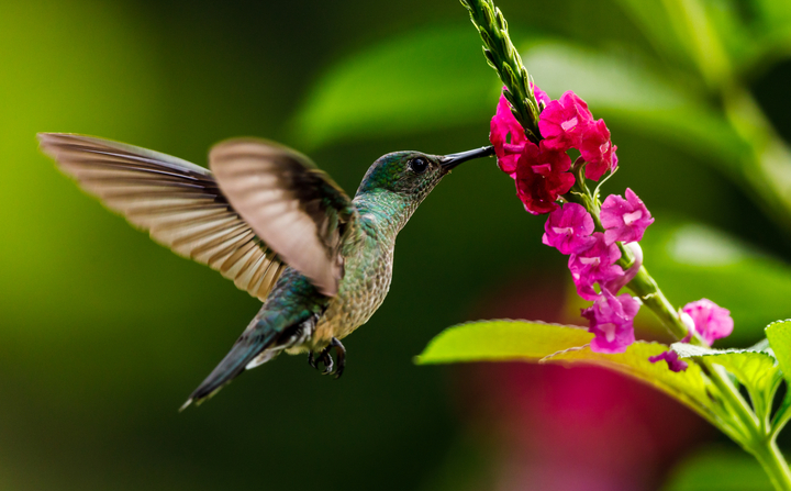 Significado del colibrí